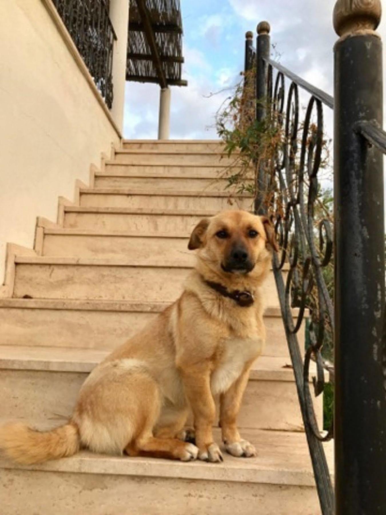 Geyikli Herrara Esterno foto